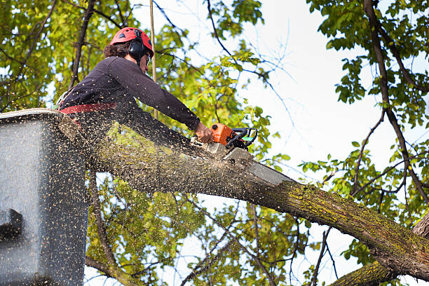 Reliable Kimball, NE  Tree Services Solutions