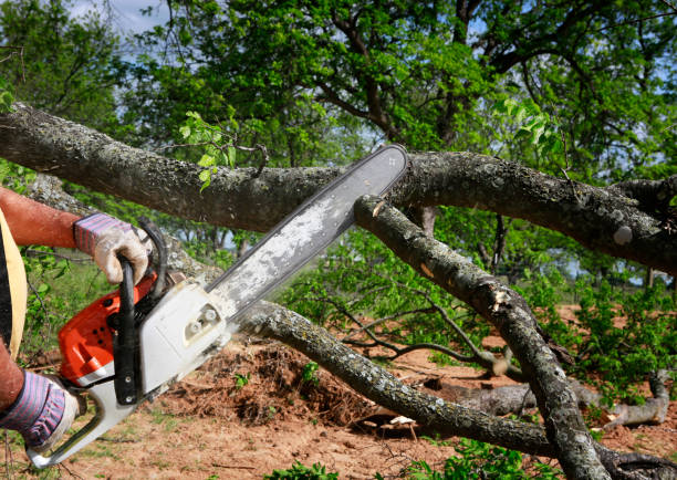 Best Arborist Consultation Services  in Kimball, NE